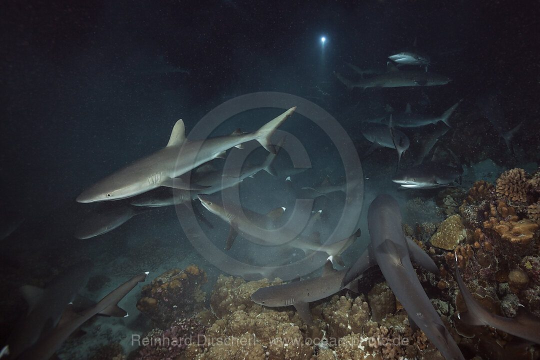 Graue Riffhaie jagen Nachts, Carcharhinus amblyrhynchos, Fakarava, Tuamotu Archipel, Franzoesisch Polynesien