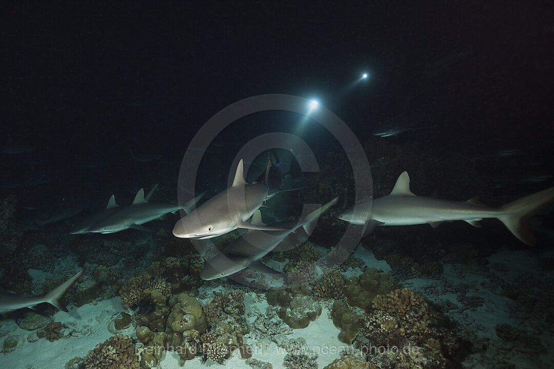 Graue Riffhaie jagen Nachts, Carcharhinus amblyrhynchos, Fakarava, Tuamotu Archipel, Franzoesisch Polynesien