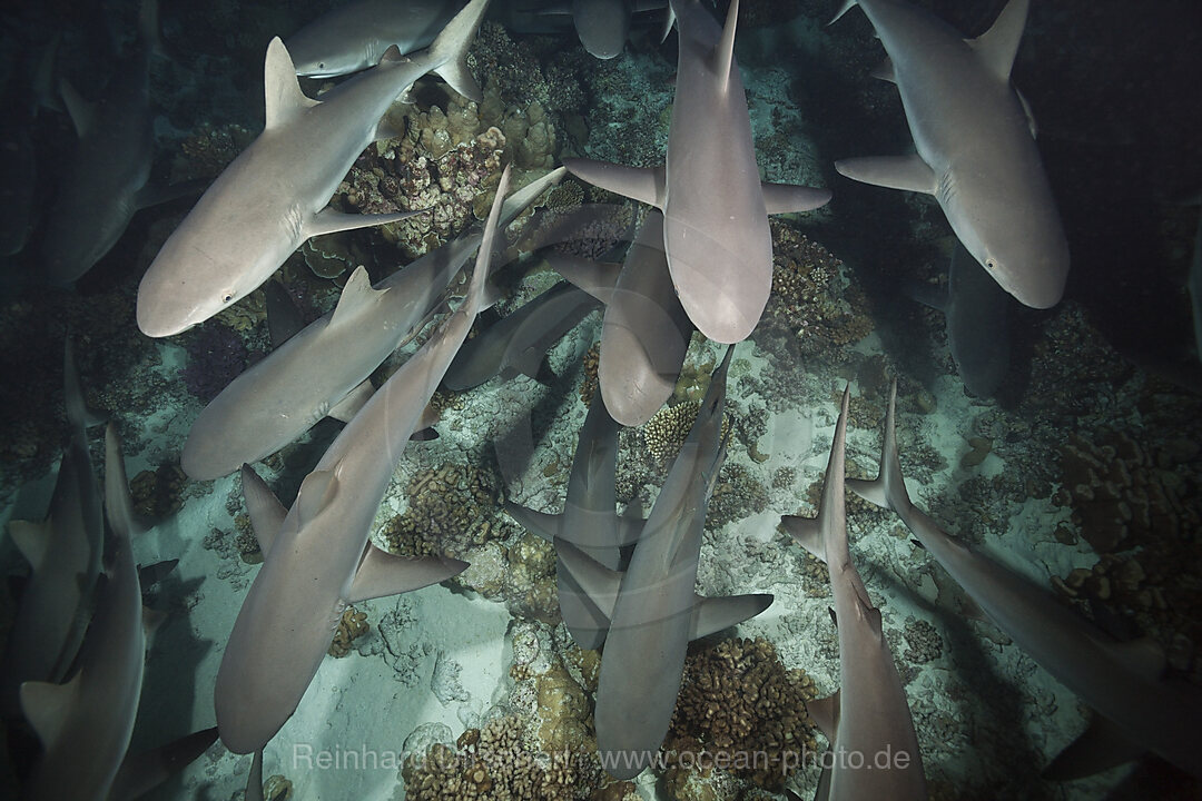 Graue Riffhaie jagen Nachts, Carcharhinus amblyrhynchos, Fakarava, Tuamotu Archipel, Franzoesisch Polynesien