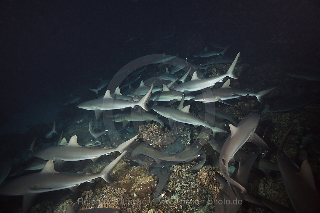 Graue Riffhaie jagen Nachts, Carcharhinus amblyrhynchos, Fakarava, Tuamotu Archipel, Franzoesisch Polynesien
