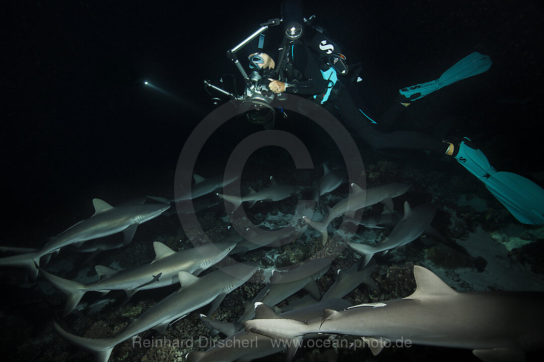 Graue Riffhaie jagen Nachts, Carcharhinus amblyrhynchos, Fakarava, Tuamotu Archipel, Franzoesisch Polynesien