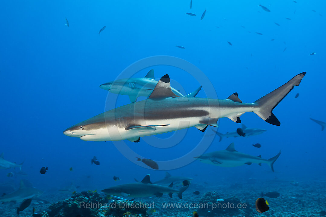 Schwarzspitzen-Riffhai, Carcharhinus melanopterus, Moorea, Franzoesisch Polynesien