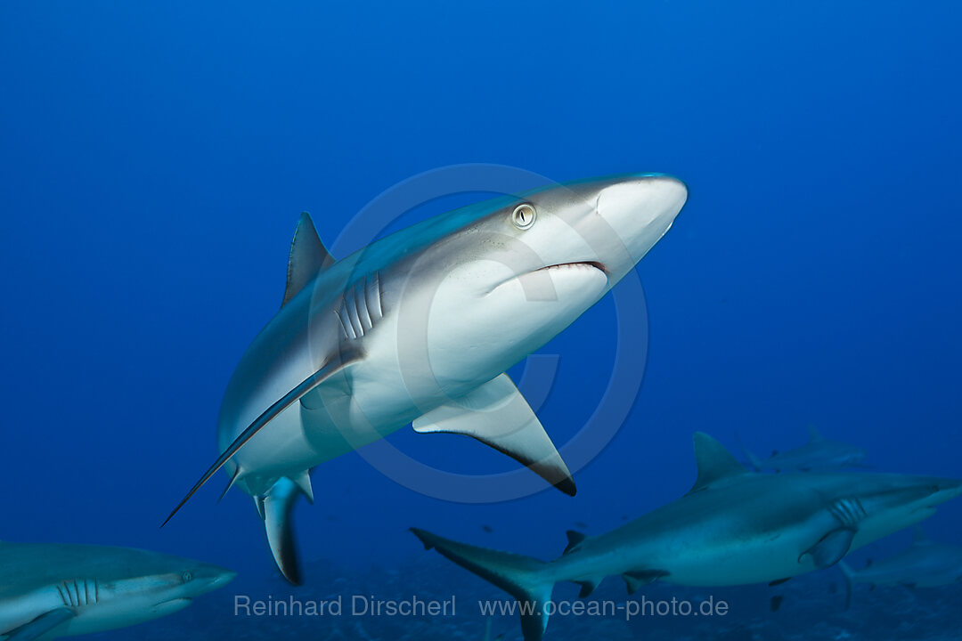 Grauer Riffhai, Carcharhinus amblyrhynchos, Moorea, Franzoesisch Polynesien