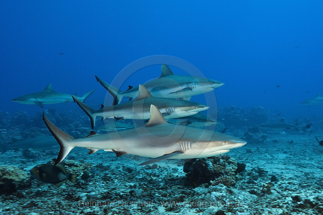 Graue Riffhaie, Carcharhinus amblyrhynchos, Moorea, Franzoesisch Polynesien