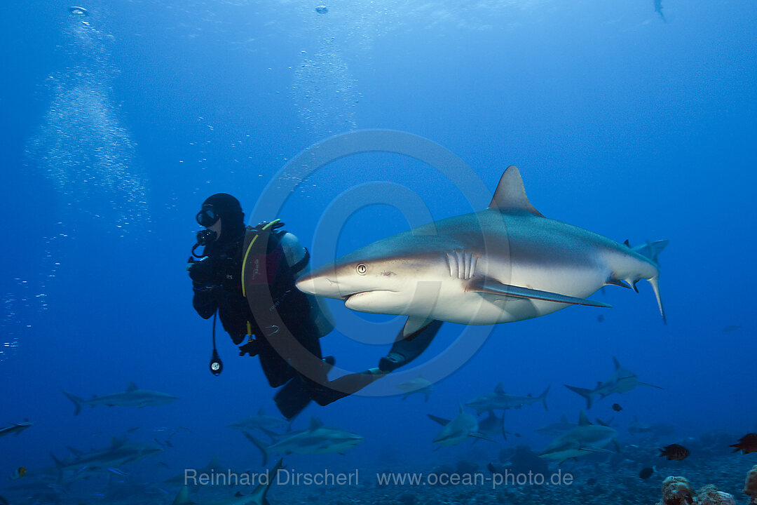 Grey Reef Shark, Carcharhinus amblyrhynchos, Moorea, French Polynesia