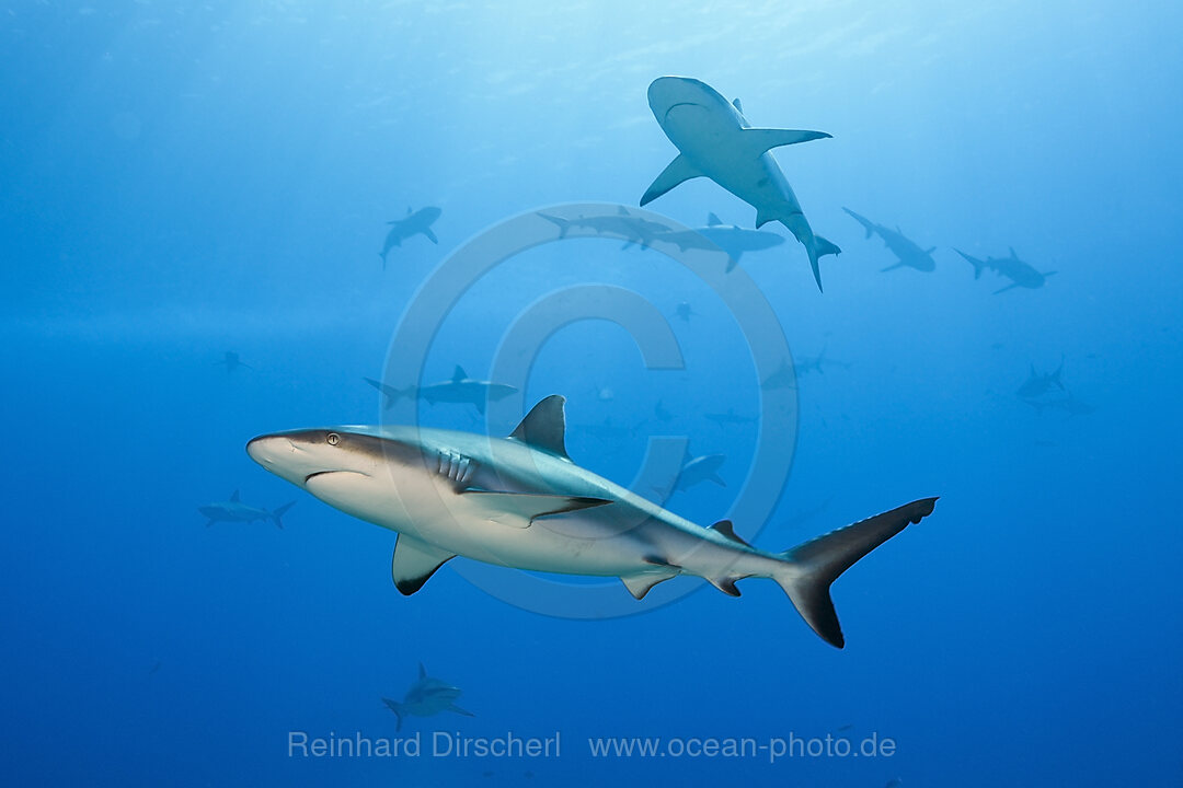 Graue Riffhaie, Carcharhinus amblyrhynchos, Moorea, Franzoesisch Polynesien