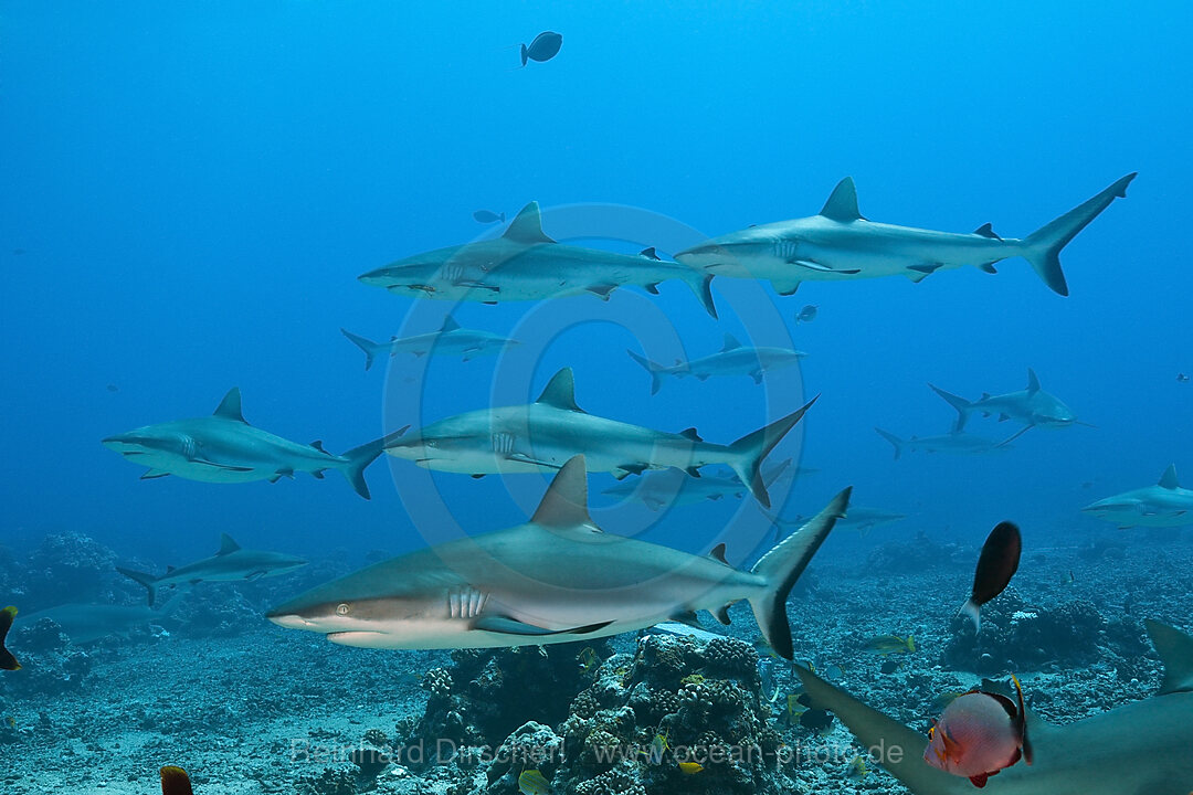 Graue Riffhaie, Carcharhinus amblyrhynchos, Moorea, Franzoesisch Polynesien