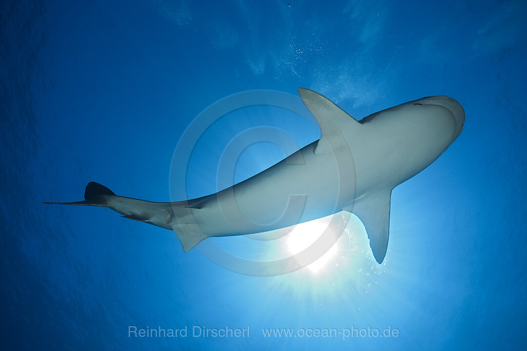 Tigerhai, Galeocerdo cuvier, Moorea, Franzoesisch Polynesien