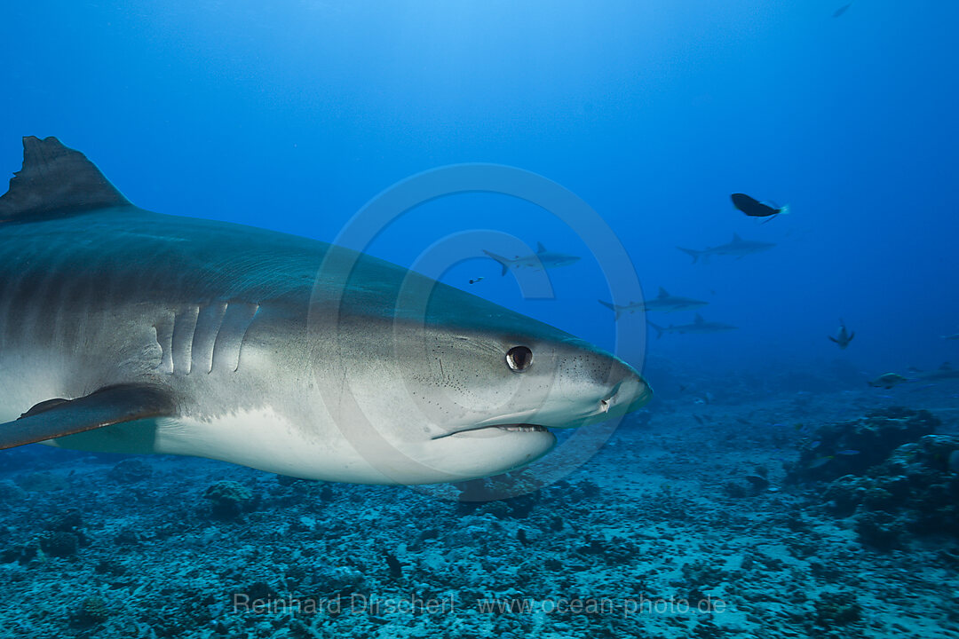 Tigerhai, Galeocerdo cuvier, Moorea, Franzoesisch Polynesien