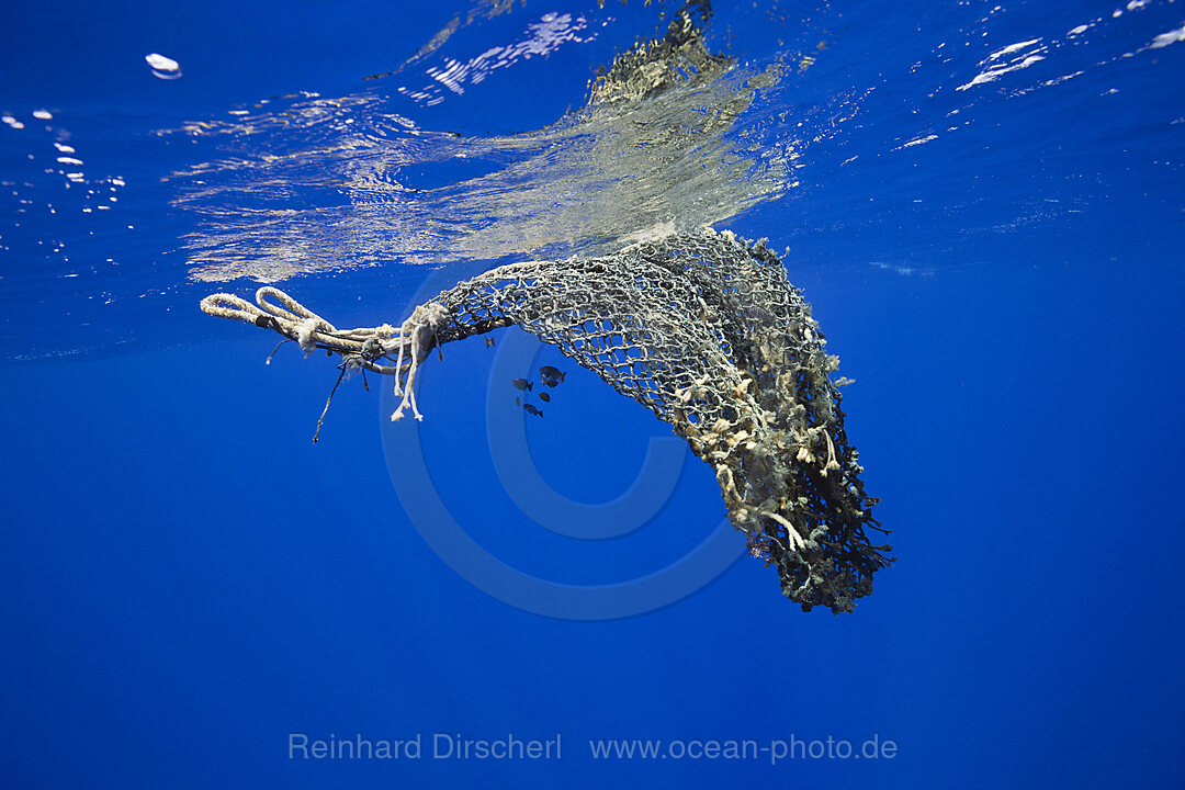 Verlorenes Fischernetz treibt im Meer, Moorea, Franzoesisch Polynesien