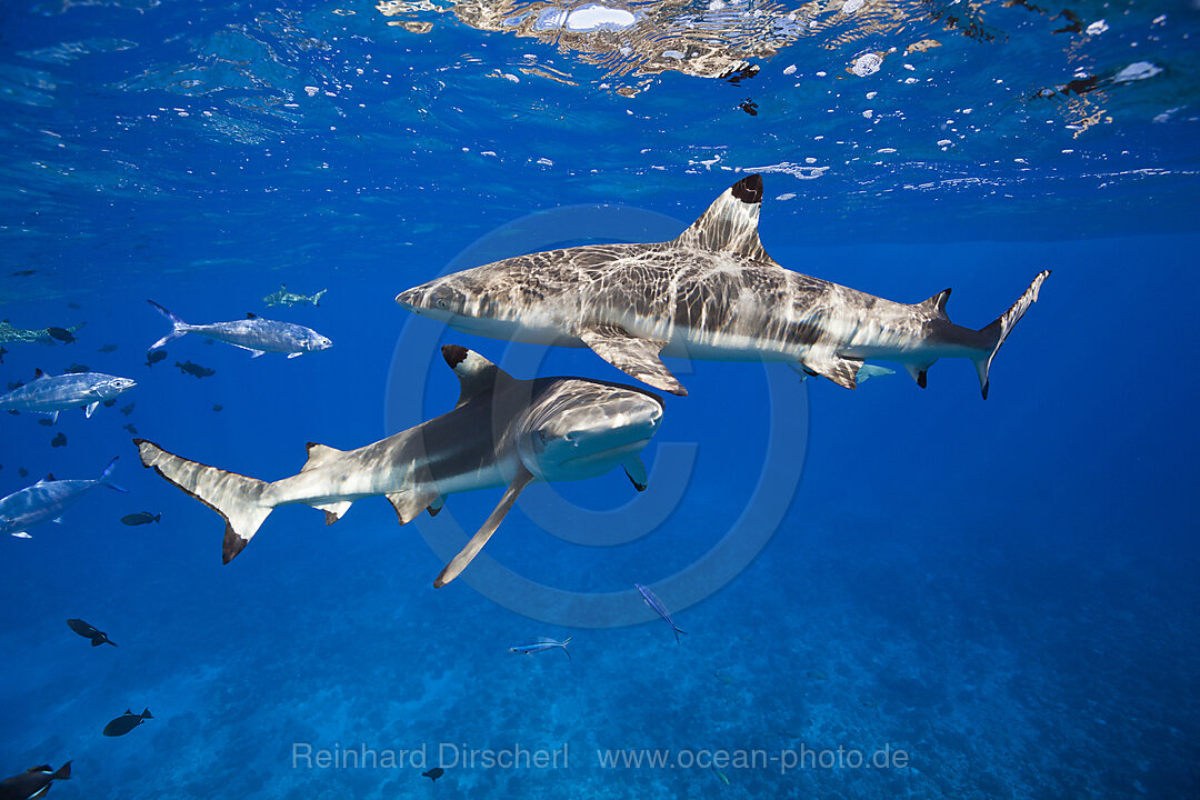 Schwarzspitzen-Riffhaie an der Wasseroberflaeche, Carcharhinus melanopterus, Moorea, Franzoesisch Polynesien