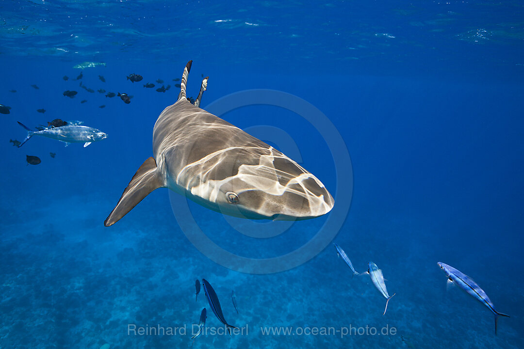 Schwarzspitzen-Riffhaie an der Wasseroberflaeche, Carcharhinus melanopterus, Moorea, Franzoesisch Polynesien