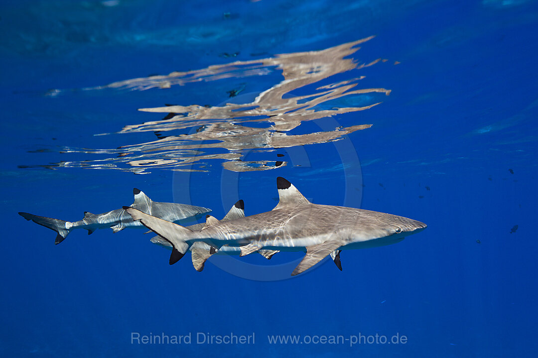 Schwarzspitzen-Riffhaie an der Wasseroberflaeche, Carcharhinus melanopterus, Moorea, Franzoesisch Polynesien