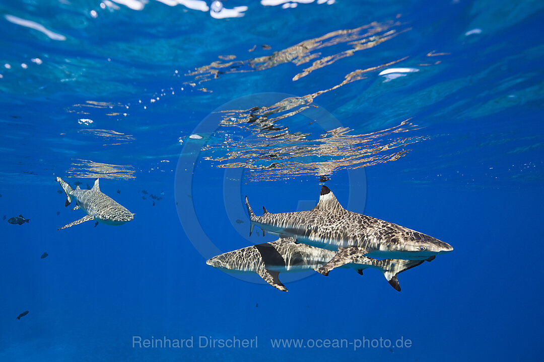 Schwarzspitzen-Riffhaie an der Wasseroberflaeche, Carcharhinus melanopterus, Moorea, Franzoesisch Polynesien