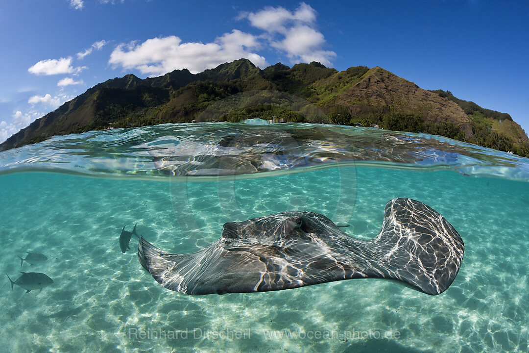 Schnorcheln mit Lila Peitschenschwanz in Lagune, Pateobatis fai, Moorea, Franzoesisch Polynesien