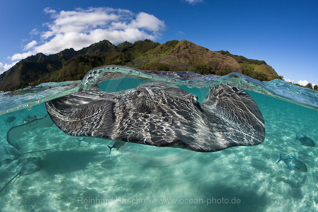 Schnorcheln mit Lila Peitschenschwanz in Lagune, Pateobatis fai, Moorea, Franzoesisch Polynesien