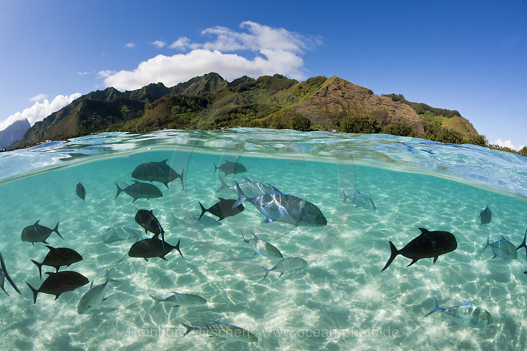 Schwarm Blauflossen-Stachelmakrelen in Lagune, Caranx melampygus, Moorea, Franzoesisch Polynesien