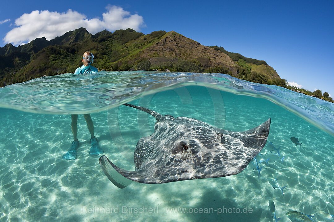 Schnorcheln mit Lila Peitschenschwanz in Lagune, Pateobatis fai, Moorea, Franzoesisch Polynesien