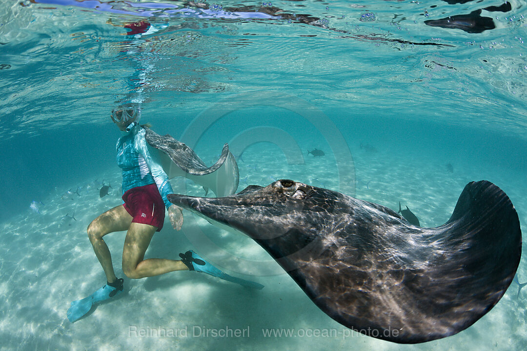 Schnorcheln mit Lila Peitschenschwanz in Lagune, Pateobatis fai, Moorea, Franzoesisch Polynesien