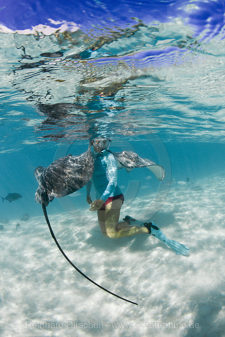 Snorkeling with Pink Whipray in Lagoon, Pateobatis fai, Moorea, French Polynesia