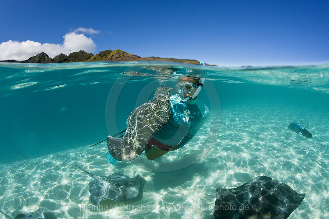 Schnorcheln mit Lila Peitschenschwanz in Lagune, Pateobatis fai, Moorea, Franzoesisch Polynesien