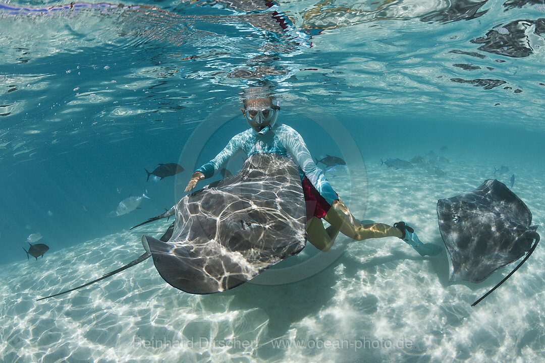 Snorkeling with Pink Whipray in Lagoon, Pateobatis fai, Moorea, French Polynesia