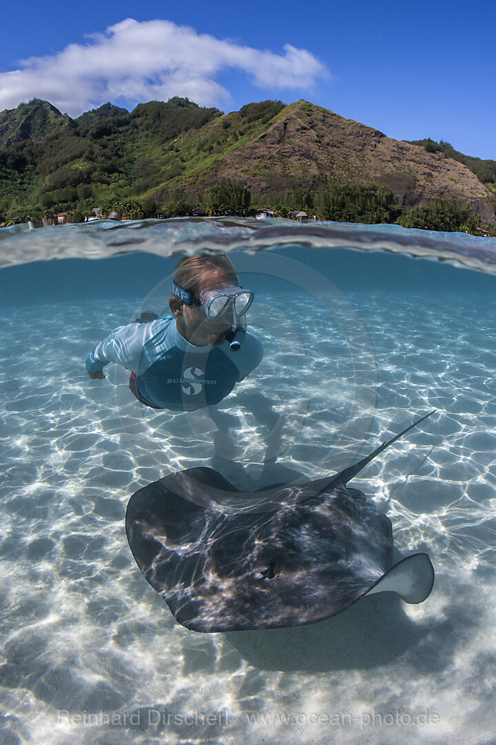 Schnorcheln mit Lila Peitschenschwanz in Lagune, Pateobatis fai, Moorea, Franzoesisch Polynesien