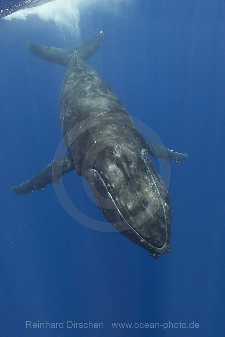 Humpback Whale, Megaptera novaeangliae, Moorea, French Polynesia