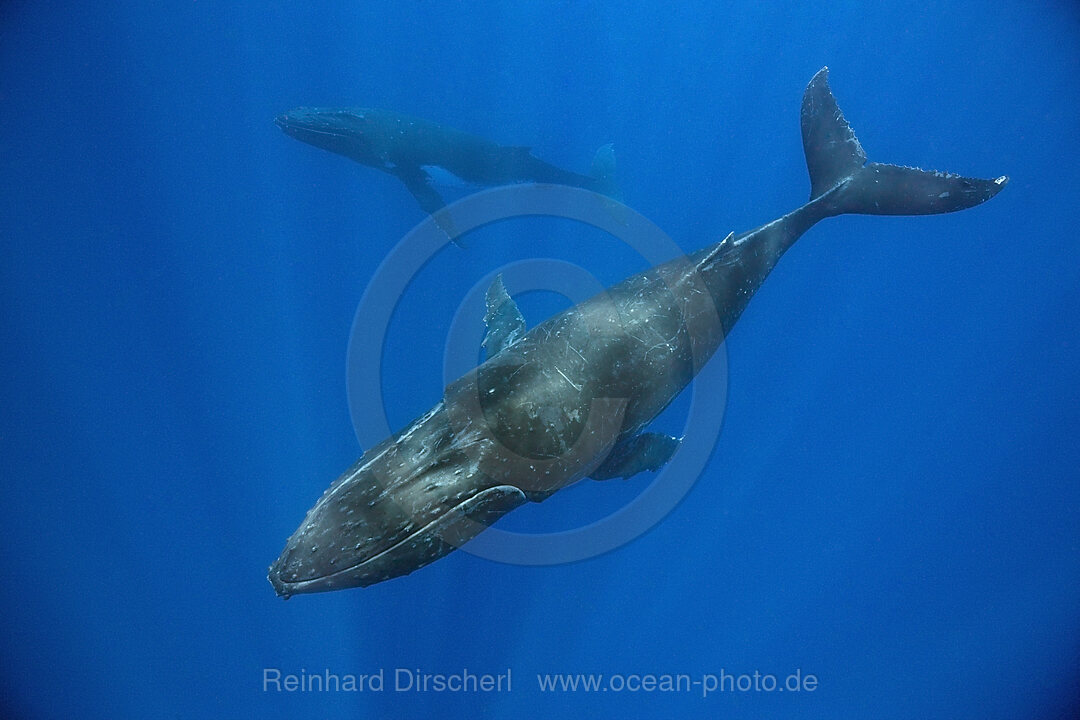 Paar Buckelwale, Megaptera novaeangliae, Moorea, Franzoesisch Polynesien