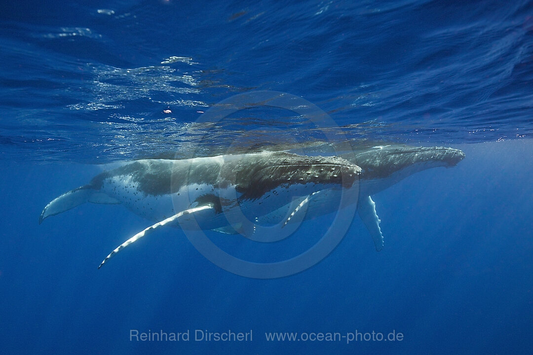 Paar Buckelwale, Megaptera novaeangliae, Moorea, Franzoesisch Polynesien