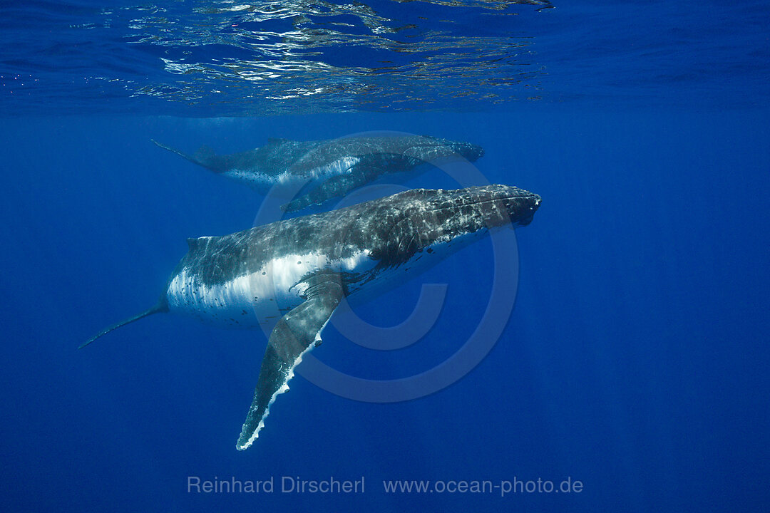 Paar Buckelwale, Megaptera novaeangliae, Moorea, Franzoesisch Polynesien