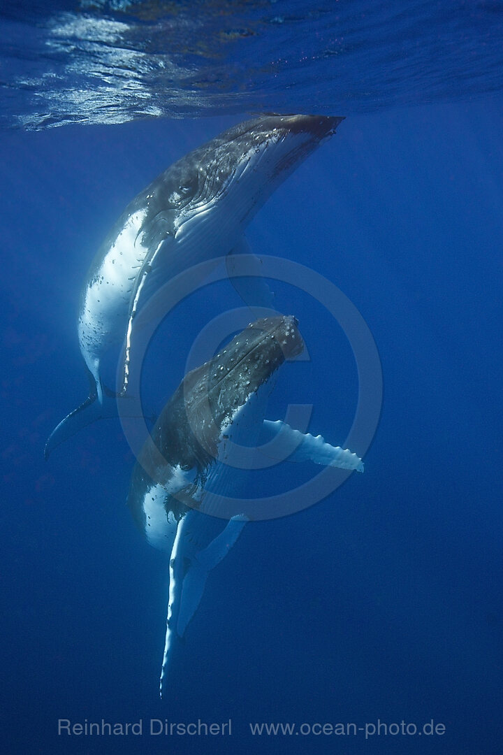 Paar Buckelwale, Megaptera novaeangliae, Moorea, Franzoesisch Polynesien