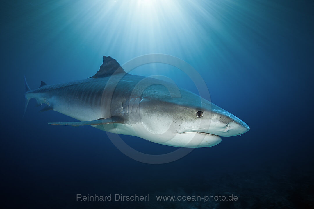 Tigerhai, Galeocerdo cuvier, Moorea, Franzoesisch Polynesien