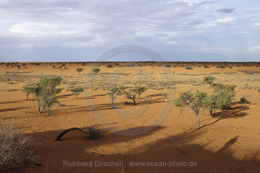 Desert Landscape near Kalkrand, Kalahari Basin, Namibia