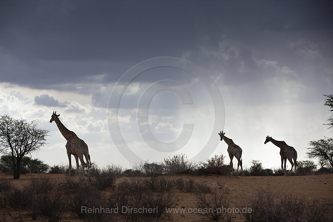 Angolan Giraffe in Kalahari Desert, Giraffa giraffa angolensis, Kalahari Basin, Namibia