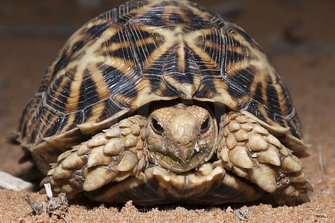 Kalahari-Strahlenschildkroete, Psammobates oculifer, Kalahari Becken, Namibia