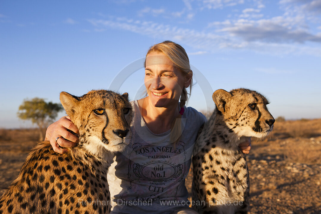 Touristin und zahme junge Geparde, Acinonyx jubatus, Kalahari Becken, Namibia