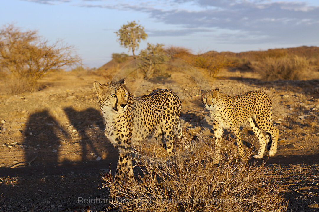 Maennliche junge Geparde, Acinonyx jubatus, Kalahari Becken, Namibia