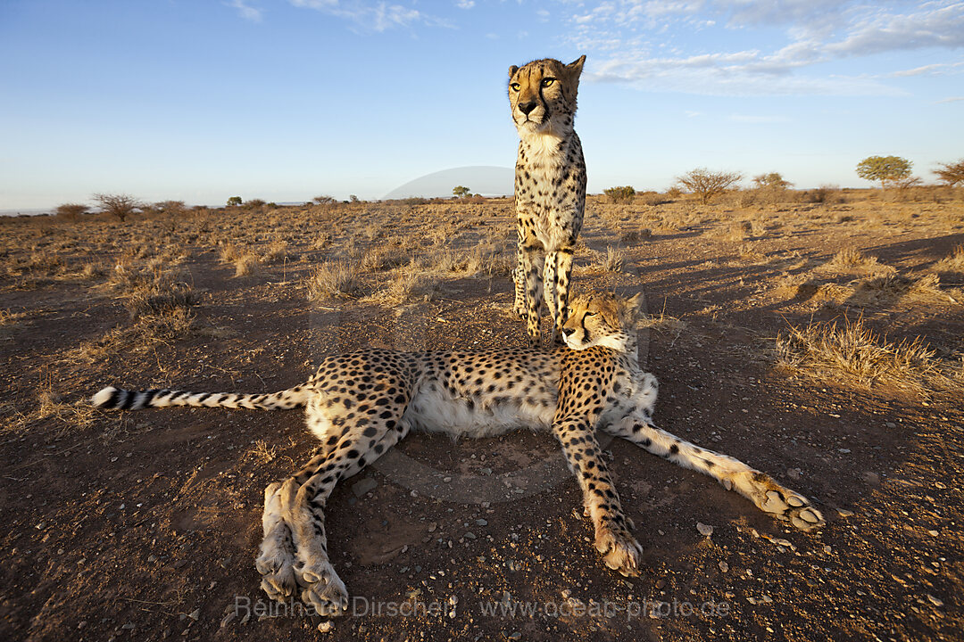 Maennliche junge Geparde, Acinonyx jubatus, Kalahari Becken, Namibia