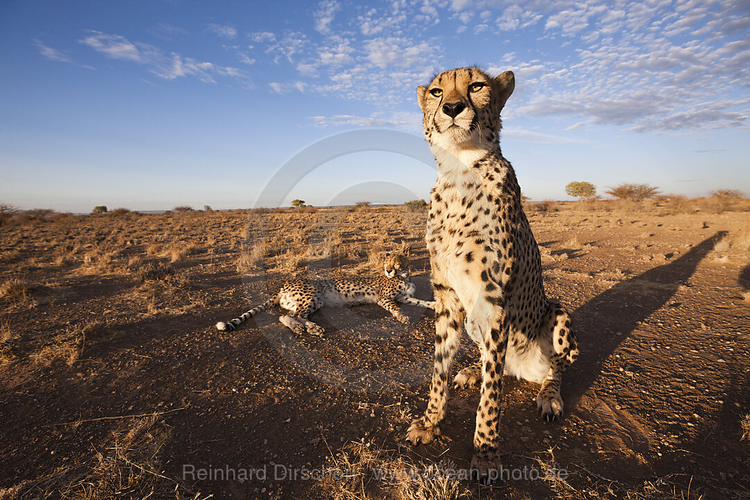 Maennliche junge Geparde, Acinonyx jubatus, Kalahari Becken, Namibia