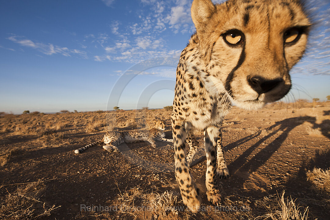 Maennliche junge Geparde, Acinonyx jubatus, Kalahari Becken, Namibia