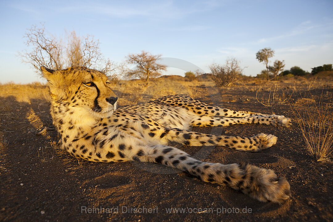 Maennlicher junger Gepard, Acinonyx jubatus, Kalahari Becken, Namibia