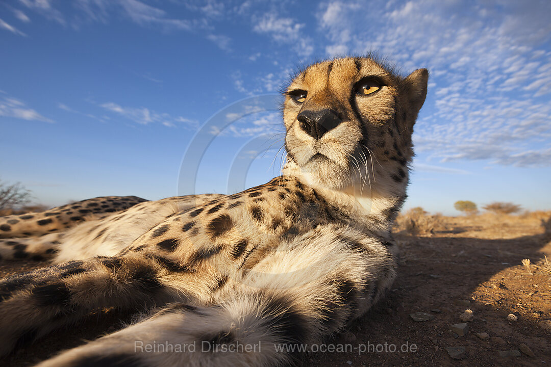 Maennlicher junger Gepard, Acinonyx jubatus, Kalahari Becken, Namibia