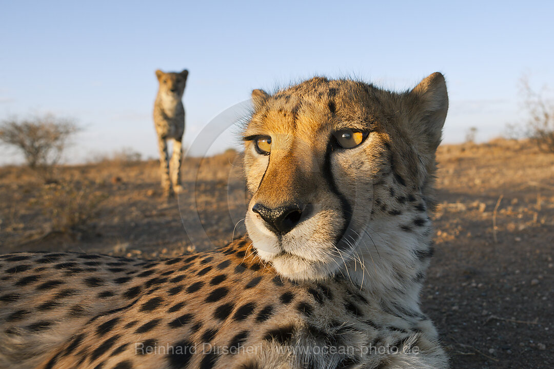 Maennliche junge Geparde, Acinonyx jubatus, Kalahari Becken, Namibia