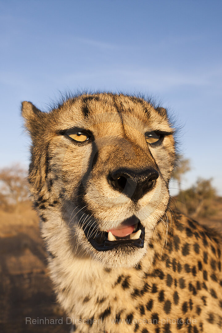 Maennlicher junger Gepard, Acinonyx jubatus, Kalahari Becken, Namibia