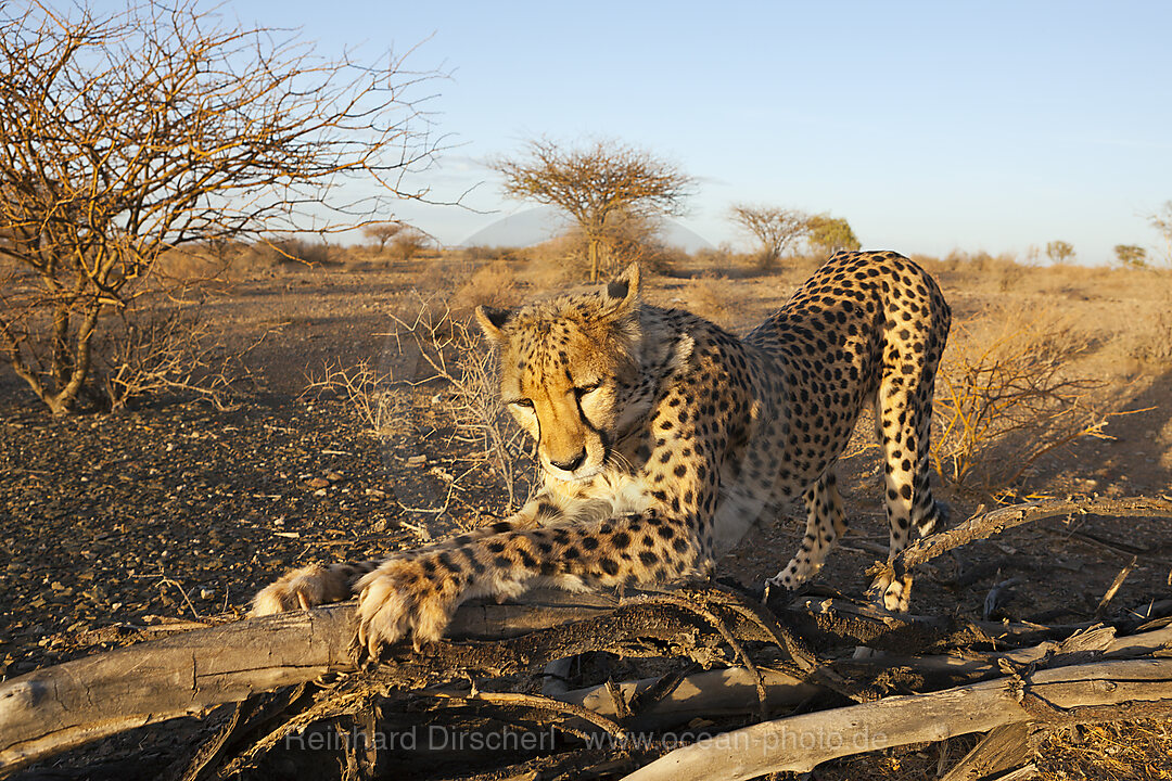 Maennlicher junger Gepard, Acinonyx jubatus, Kalahari Becken, Namibia