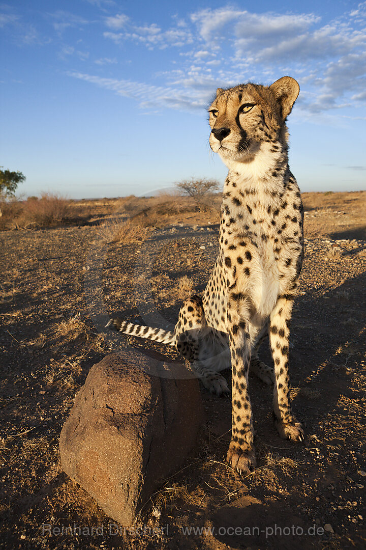 Maennlicher junger Gepard, Acinonyx jubatus, Kalahari Becken, Namibia