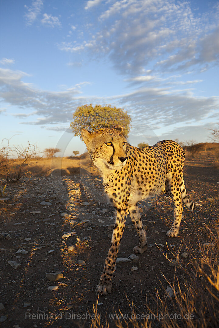 Maennlicher junger Gepard, Acinonyx jubatus, Kalahari Becken, Namibia