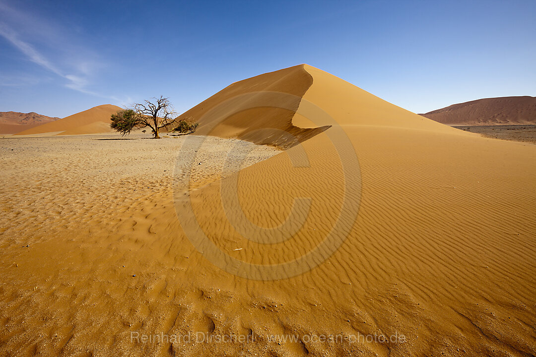 Dune 45 in Sossusvlei Area, Namib Naukluft Park, Namibia