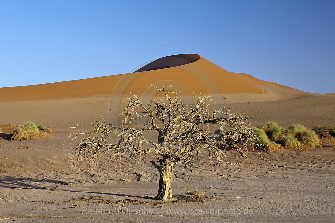 Big Mama Duene im Sossusvlei Areal, Namib Naukluft Park, Namibia